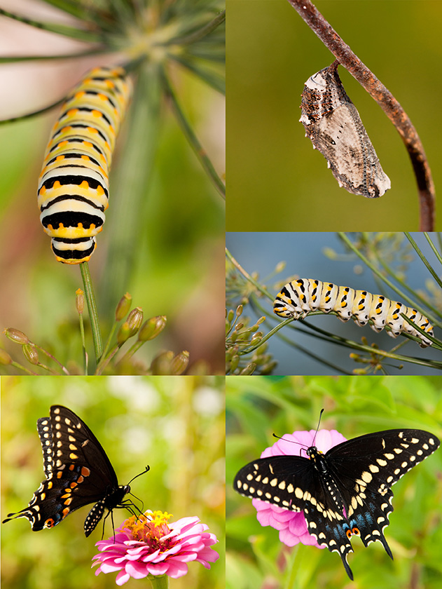 Collage of Black Swallowtail metamorphosis from chrysalis to cat